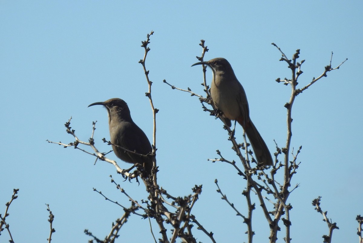 Crissal Thrasher - ML644911076
