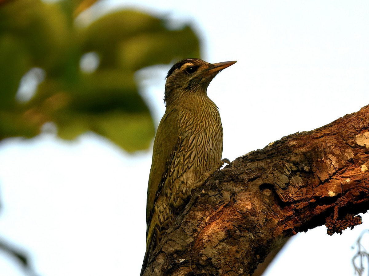 pilspisspett - ML644911081