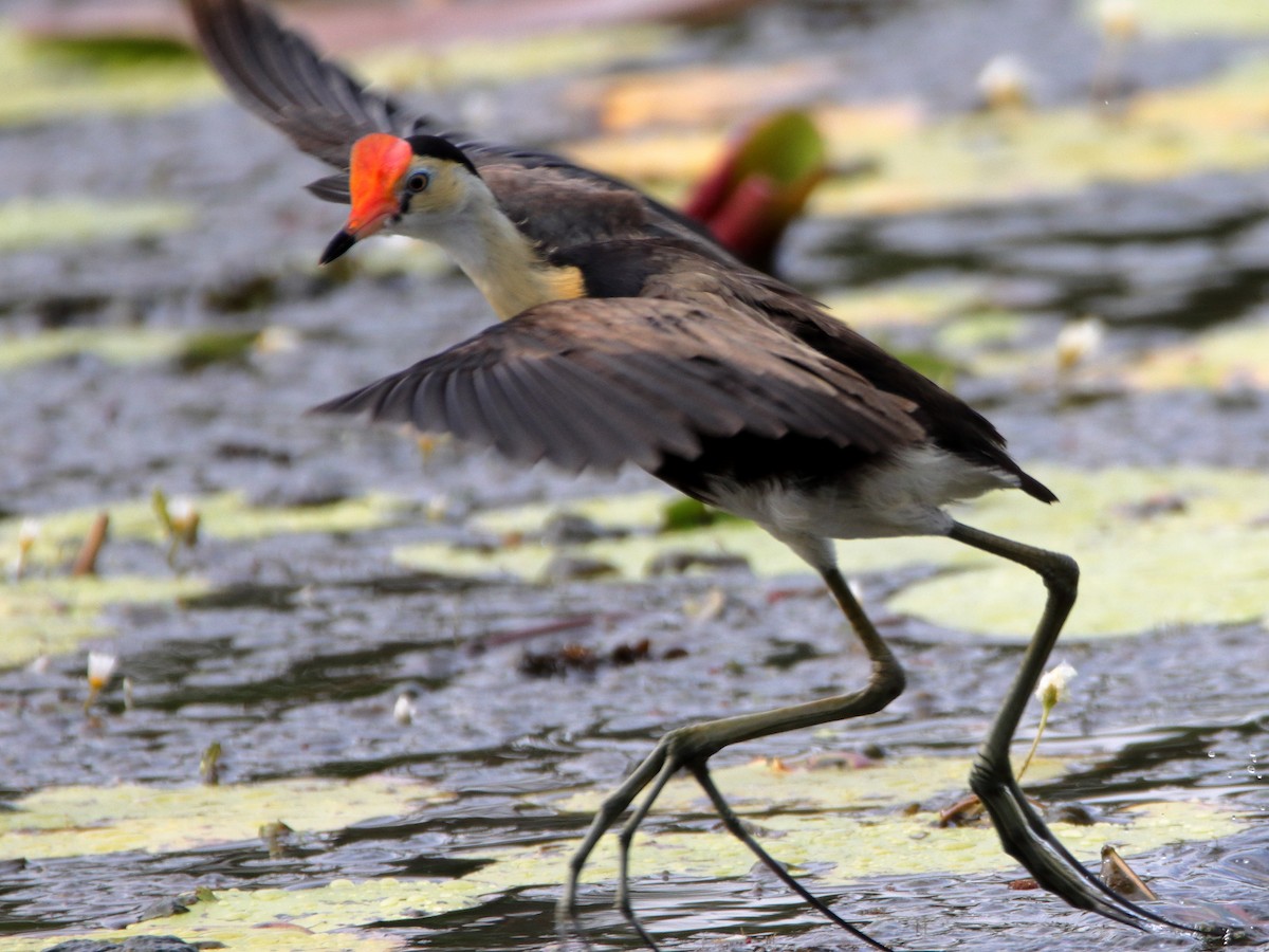 Comb-crested Jacana - ML644911086
