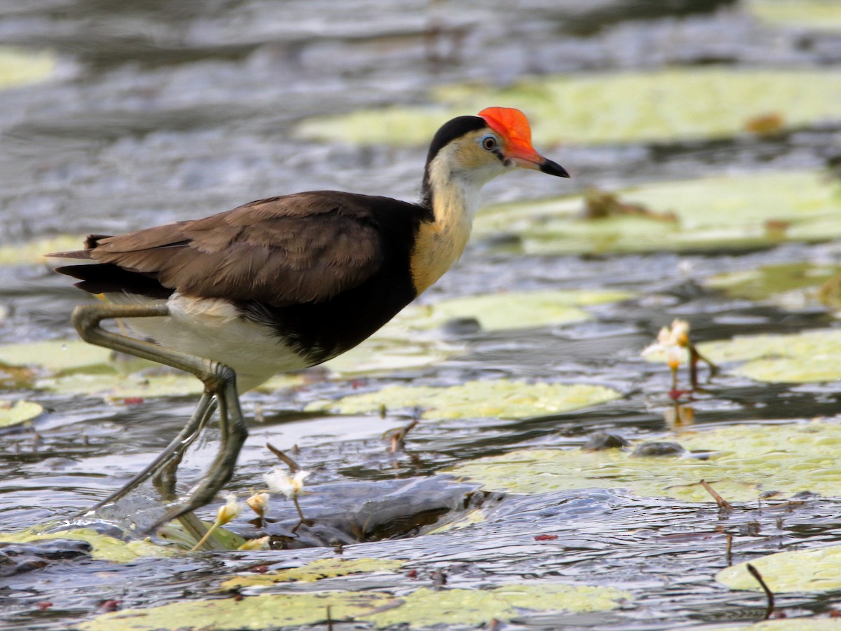 Comb-crested Jacana - ML644911087