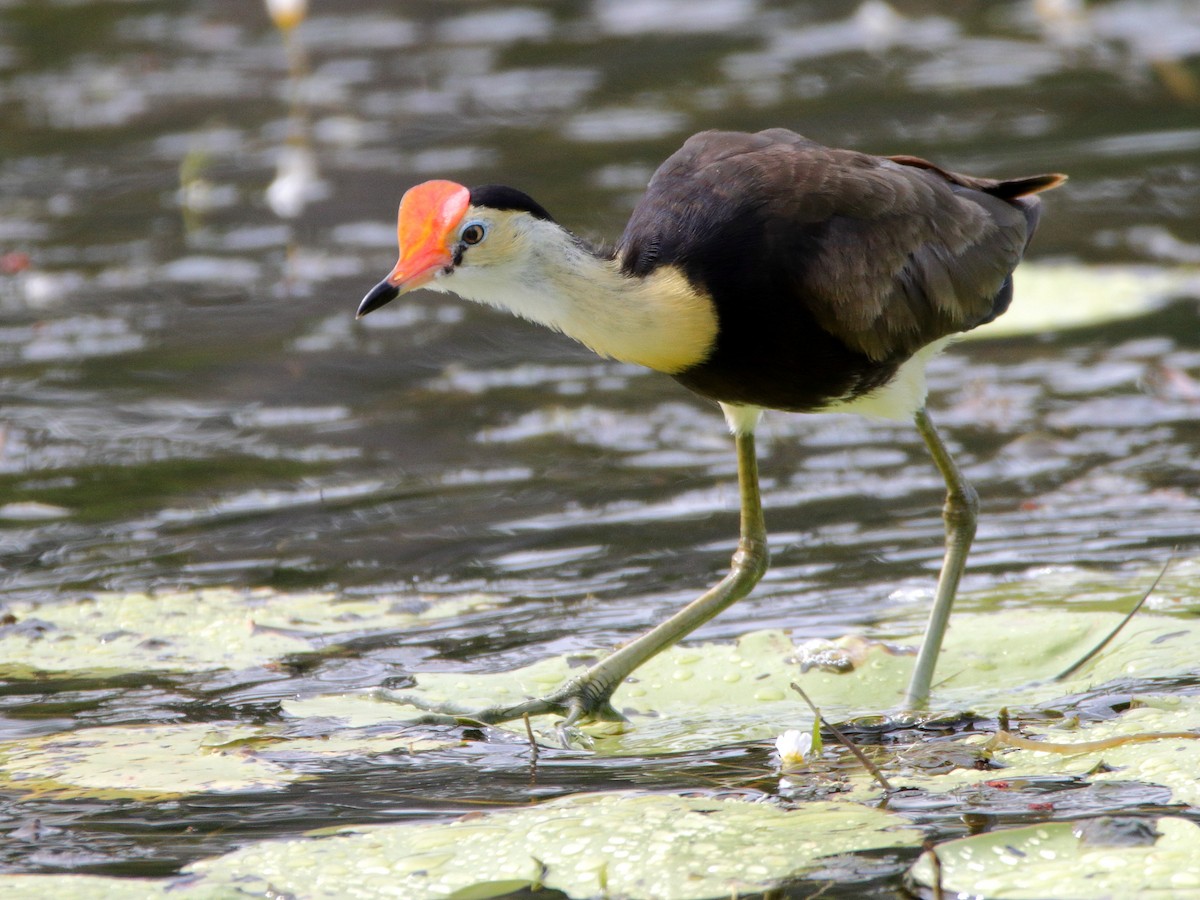 Comb-crested Jacana - ML644911088