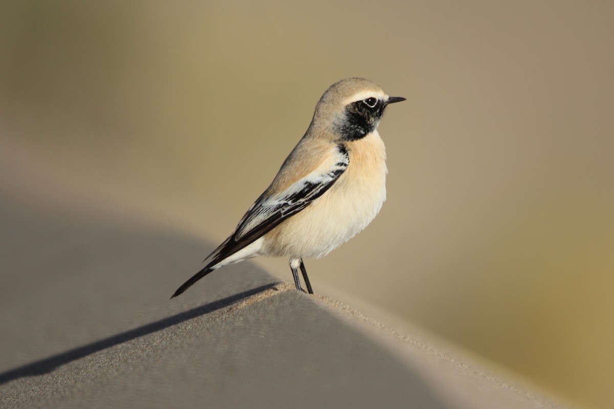 Desert Wheatear - ML644911095