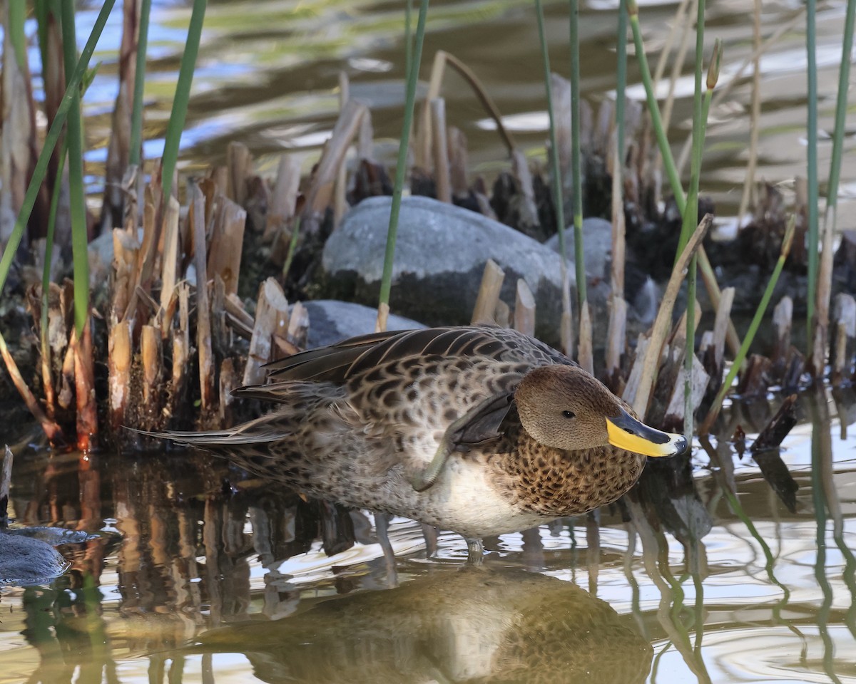 gulnebbstjertand - ML644911096