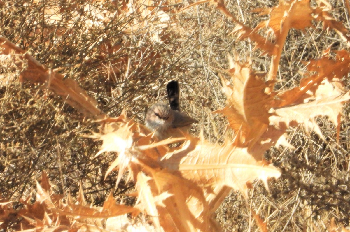 Scrub Warbler - ML644911106