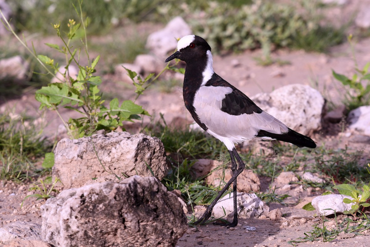 Blacksmith Lapwing - ML644911146