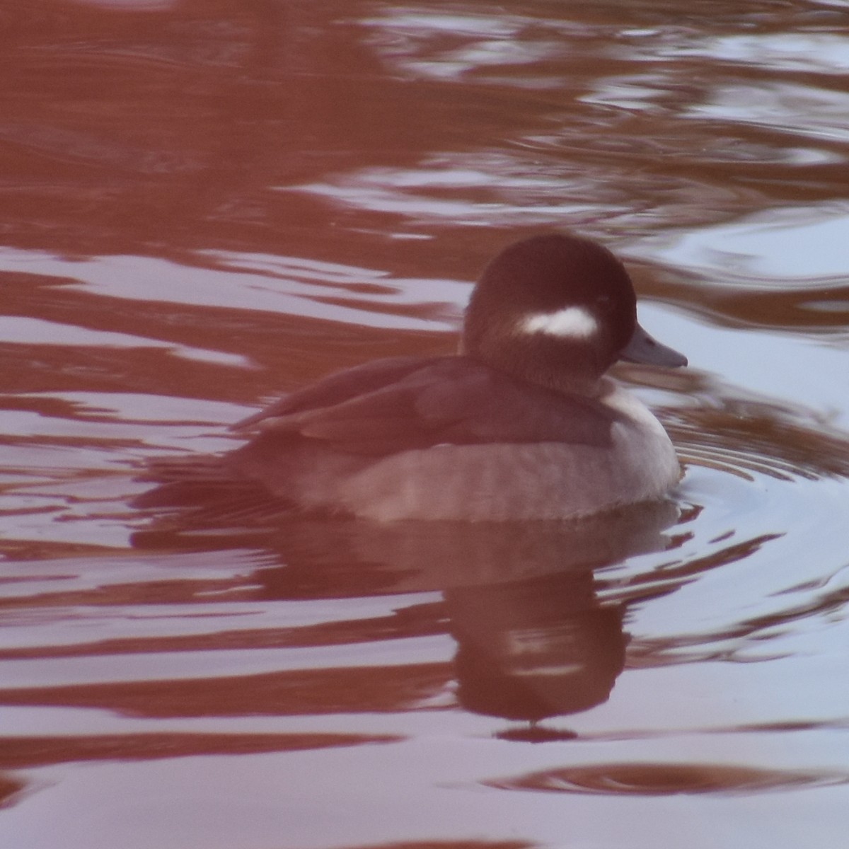 Гоголь-головастик - ML644911149