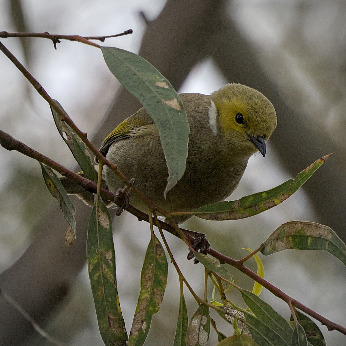 hvitsmykkehonningeter - ML644911162