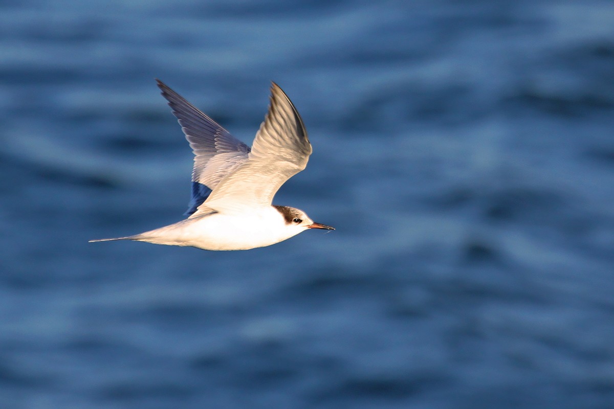 Common Tern - ML644911171