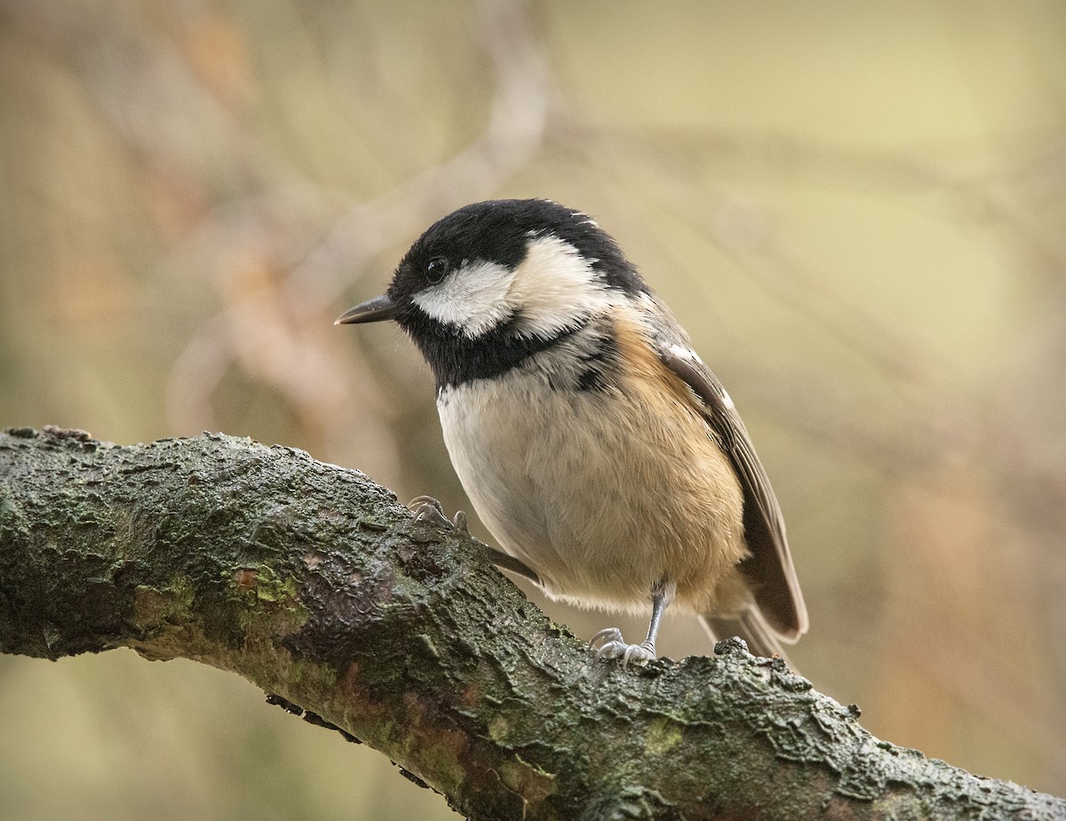 Coal Tit - ML644911175