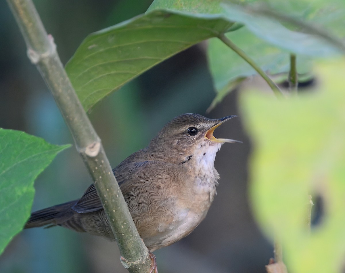 Himalajaschwirl - ML644911176