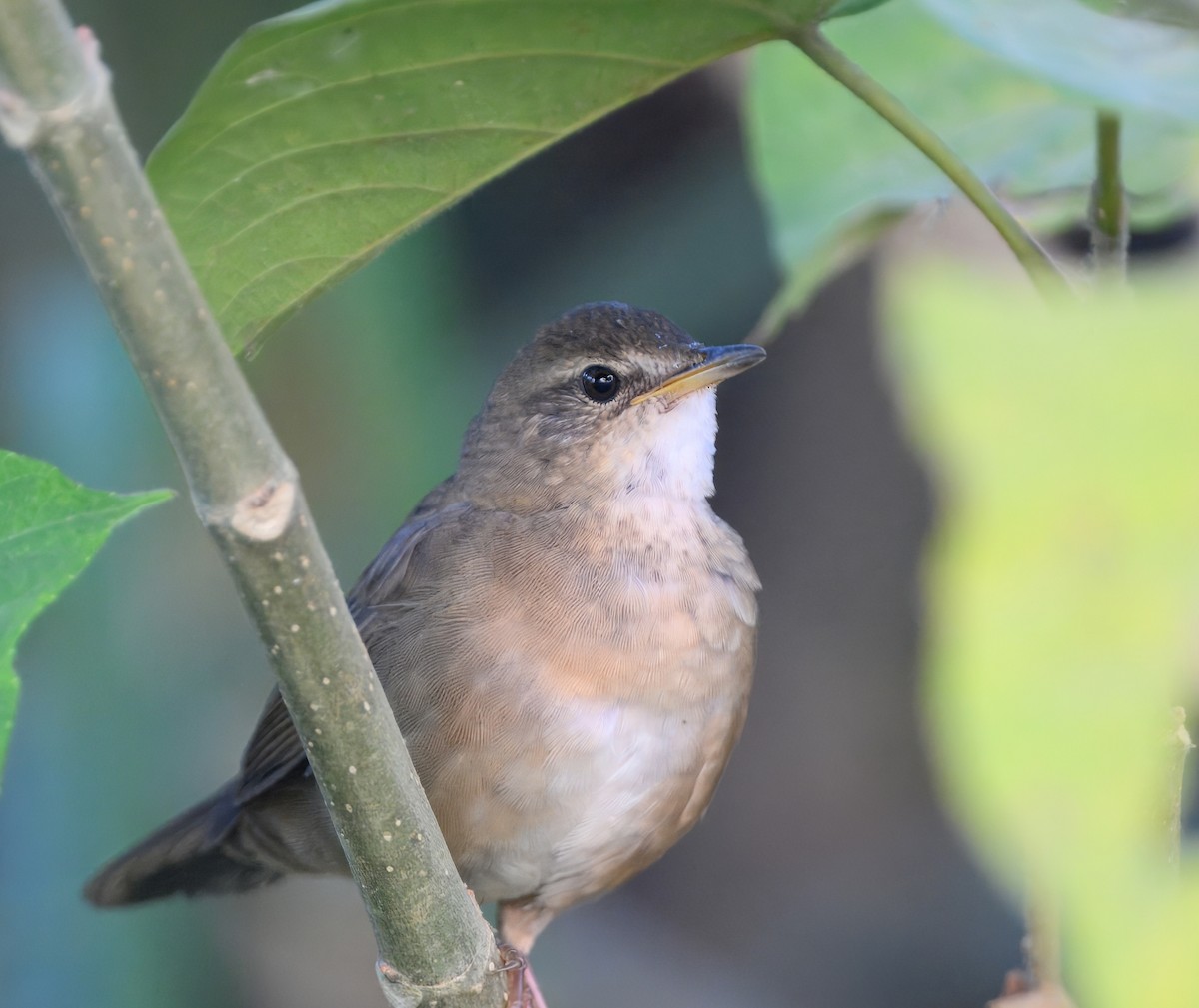 Himalajaschwirl - ML644911177