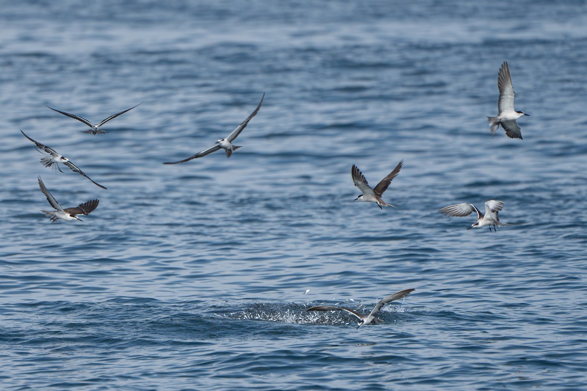 שחפית רסן - ML644911198