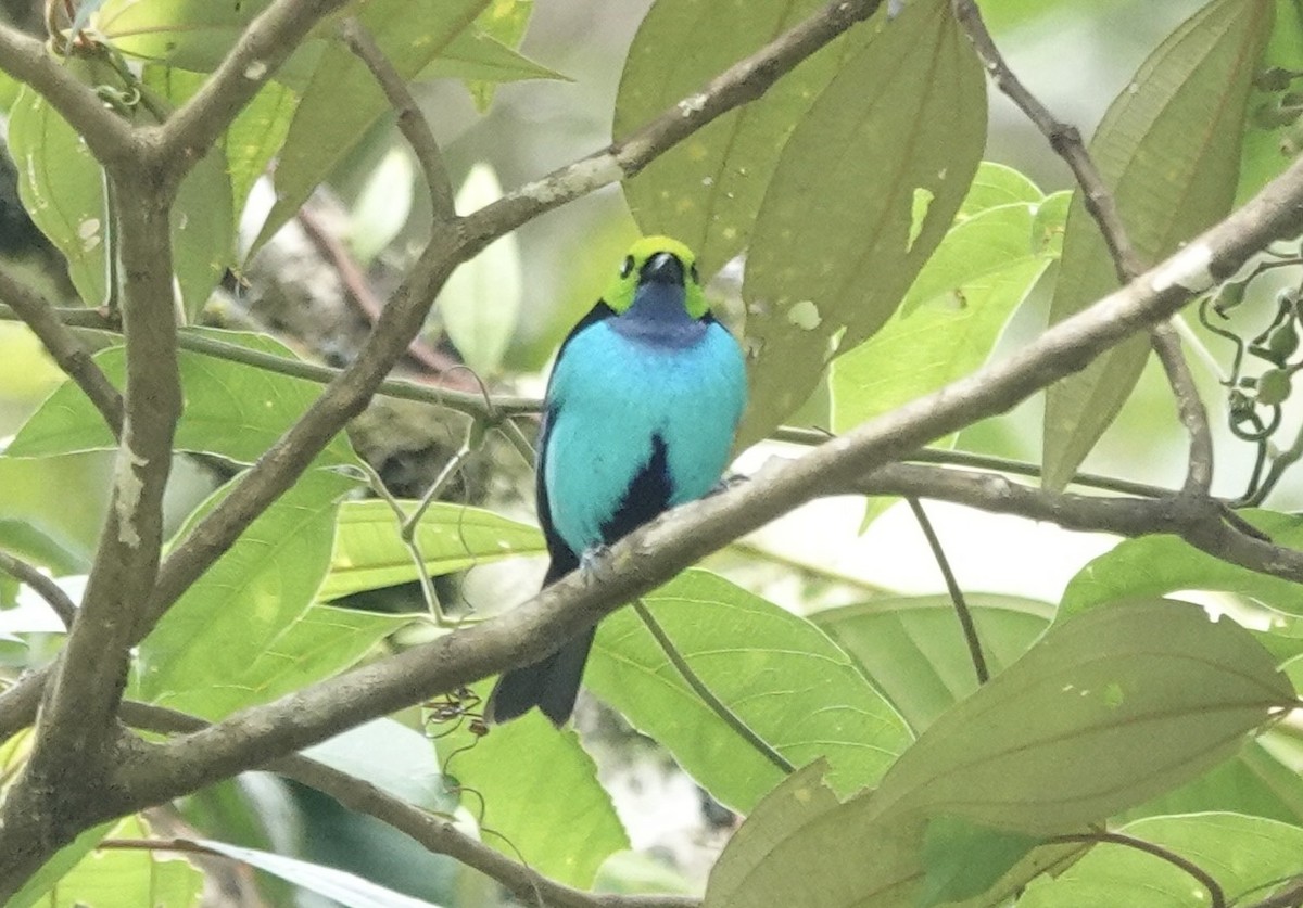 Paradise Tanager - ML644911202