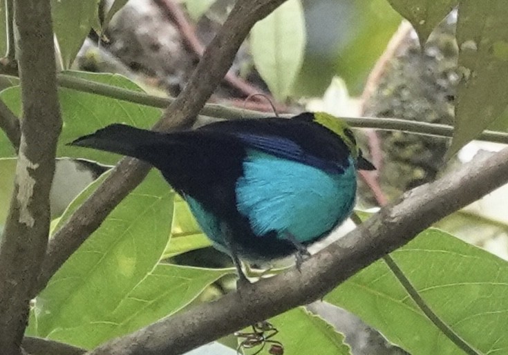 Paradise Tanager - ML644911203