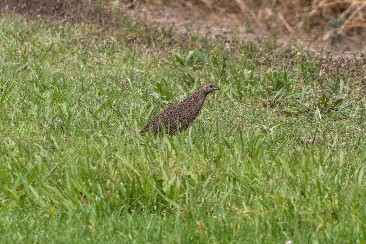 ヌマウズラ - ML644911211