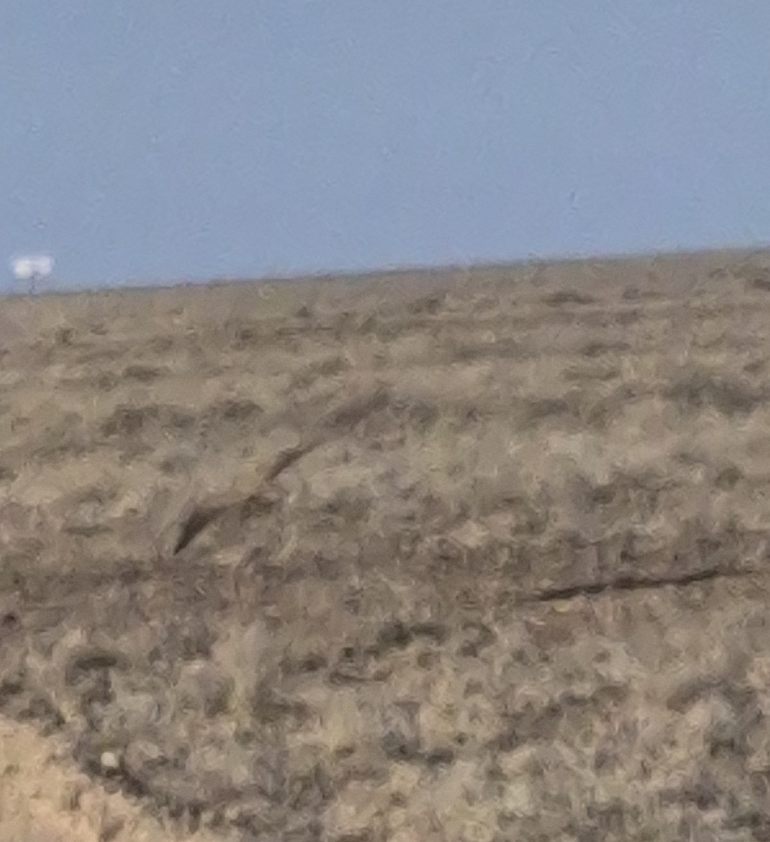 raroh velký - ML644911212