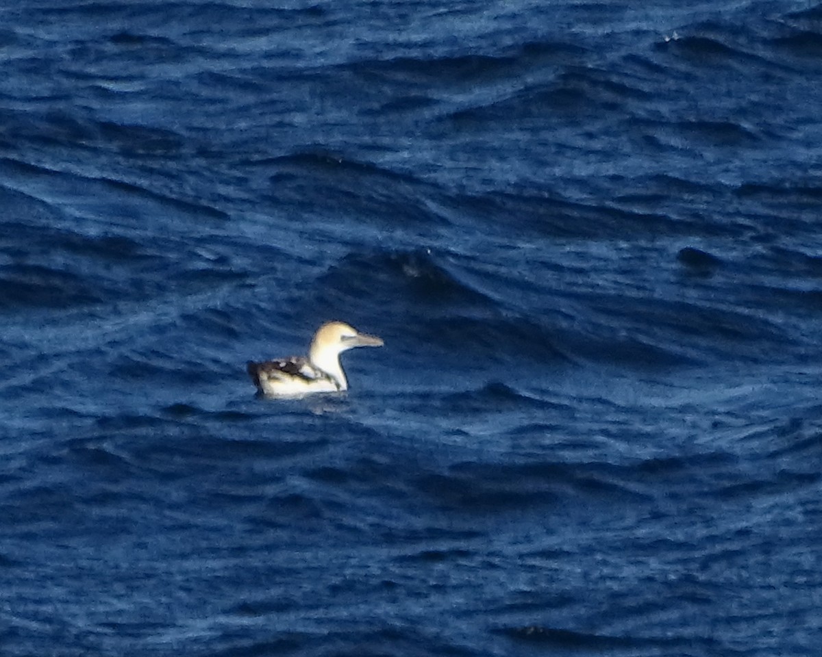 Avustralya Sümsüğü - ML644911228