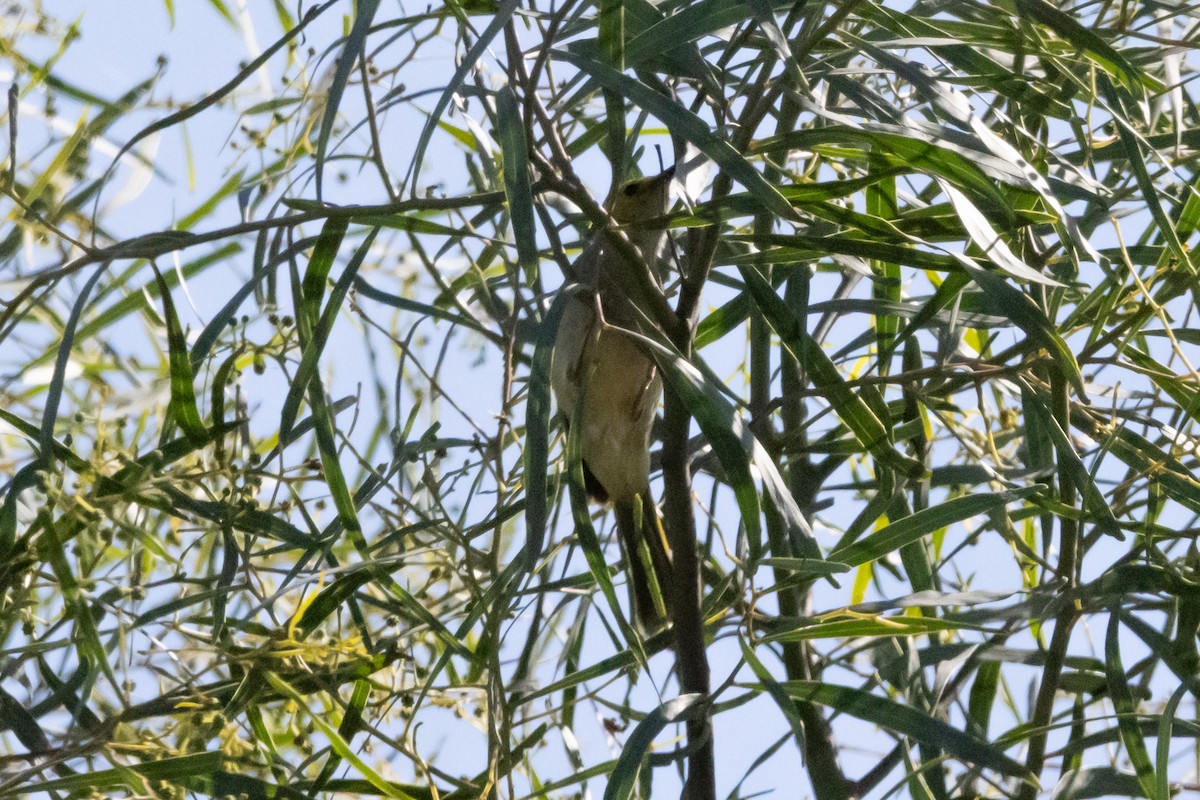 White-plumed Honeyeater - ML644911229