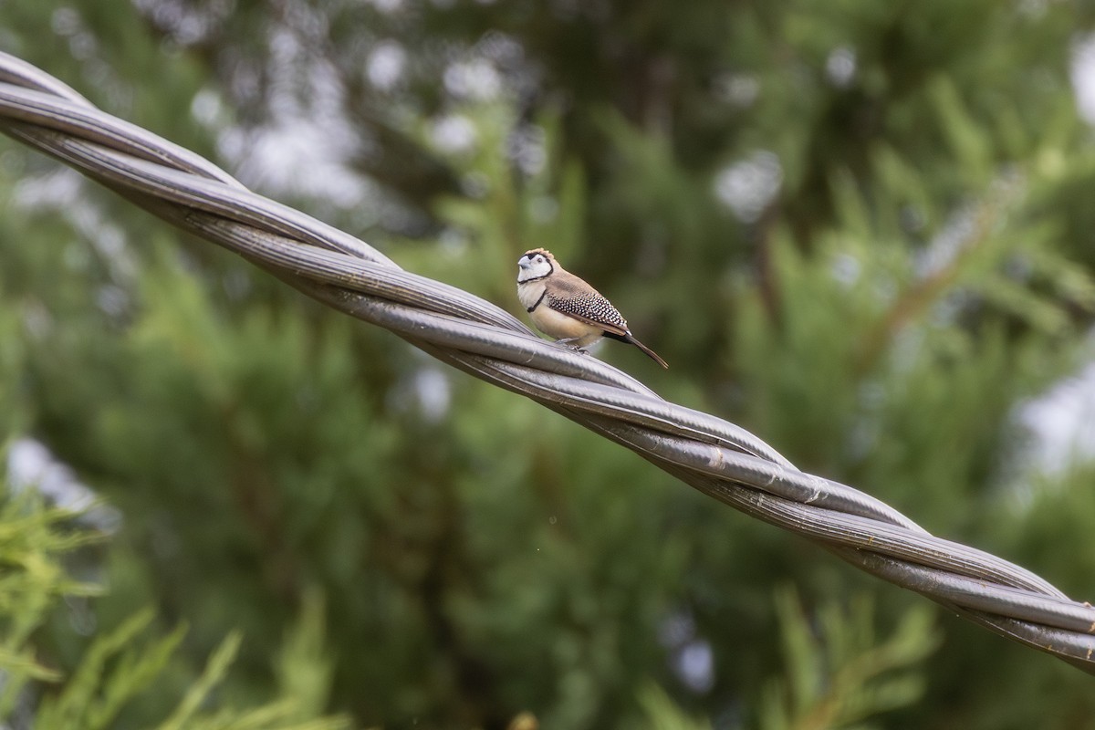 Double-barred Finch - ML644911230