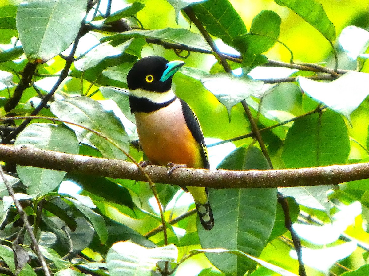 Black-and-yellow Broadbill - ML644911235