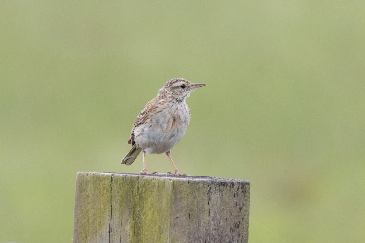 Australian Pipit - ML644911237