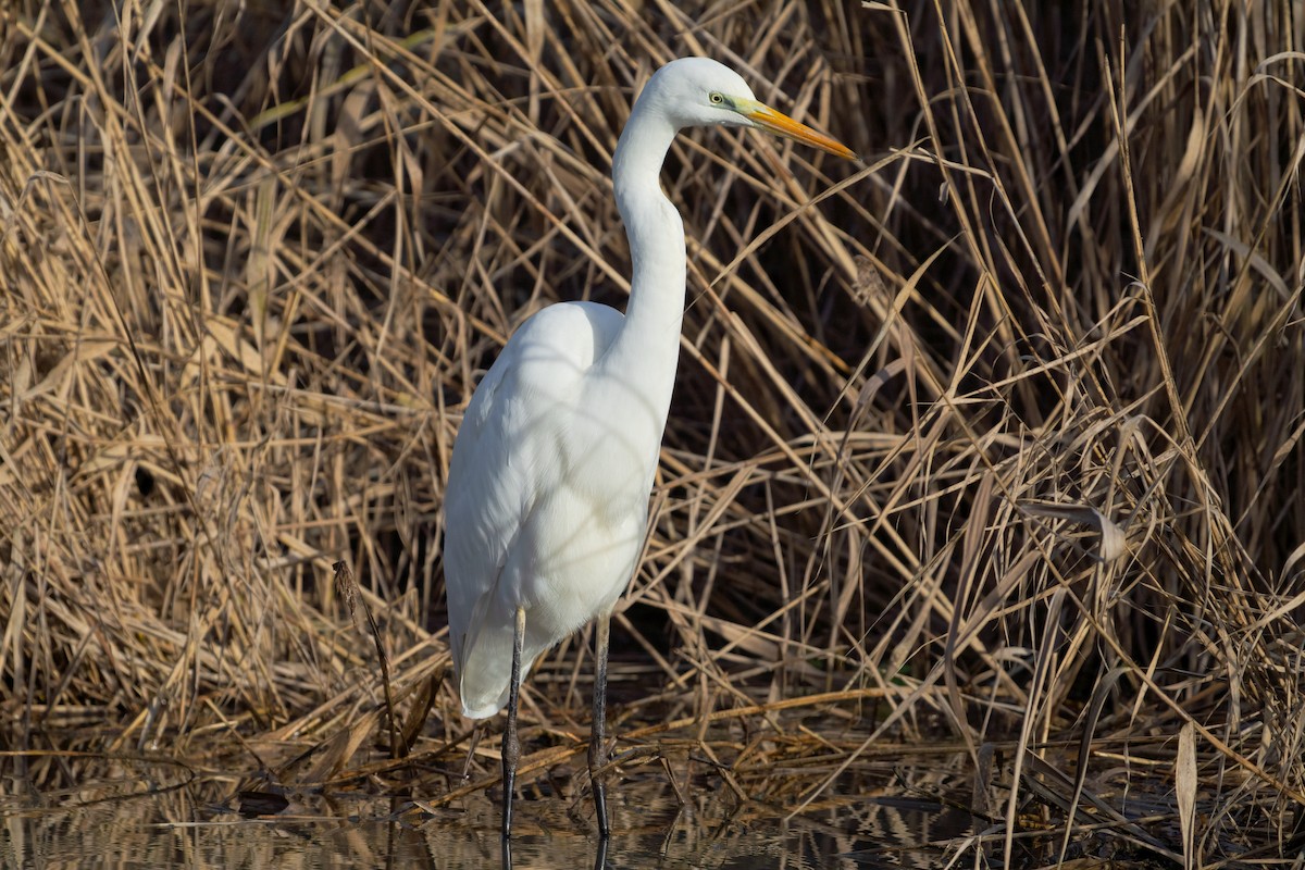 Great Egret - ML644911238