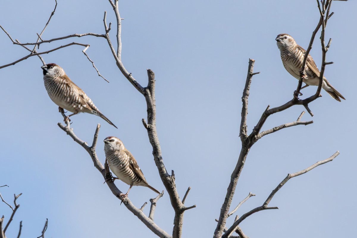 Plum-headed Finch - ML644911240