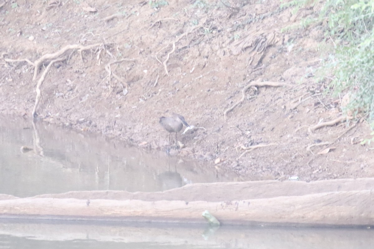 Hamerkop - ML644911241