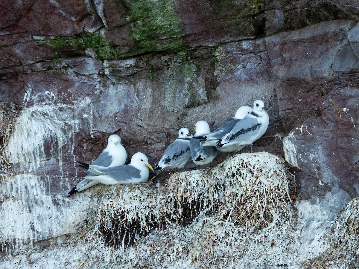 Black-legged Kittiwake - ML644911244