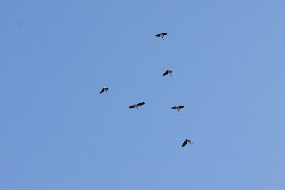 Straw-necked Ibis - ML644911245