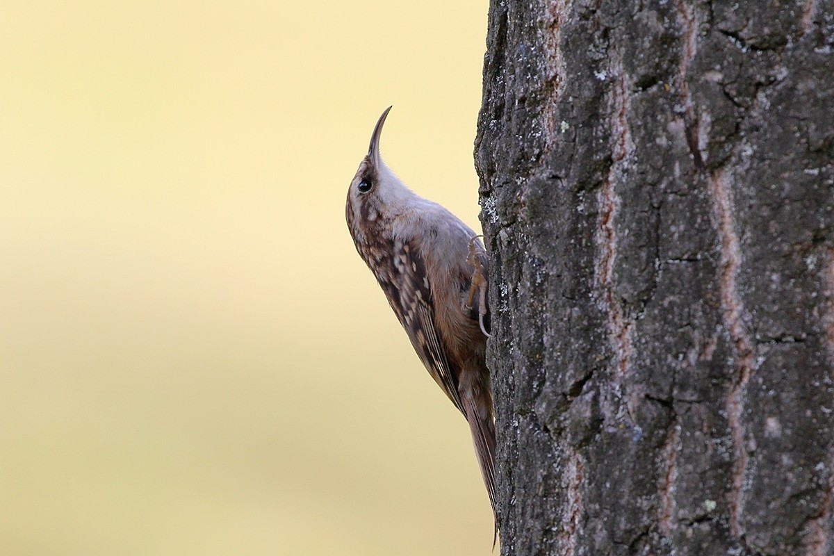 Short-toed Treecreeper - ML644911246