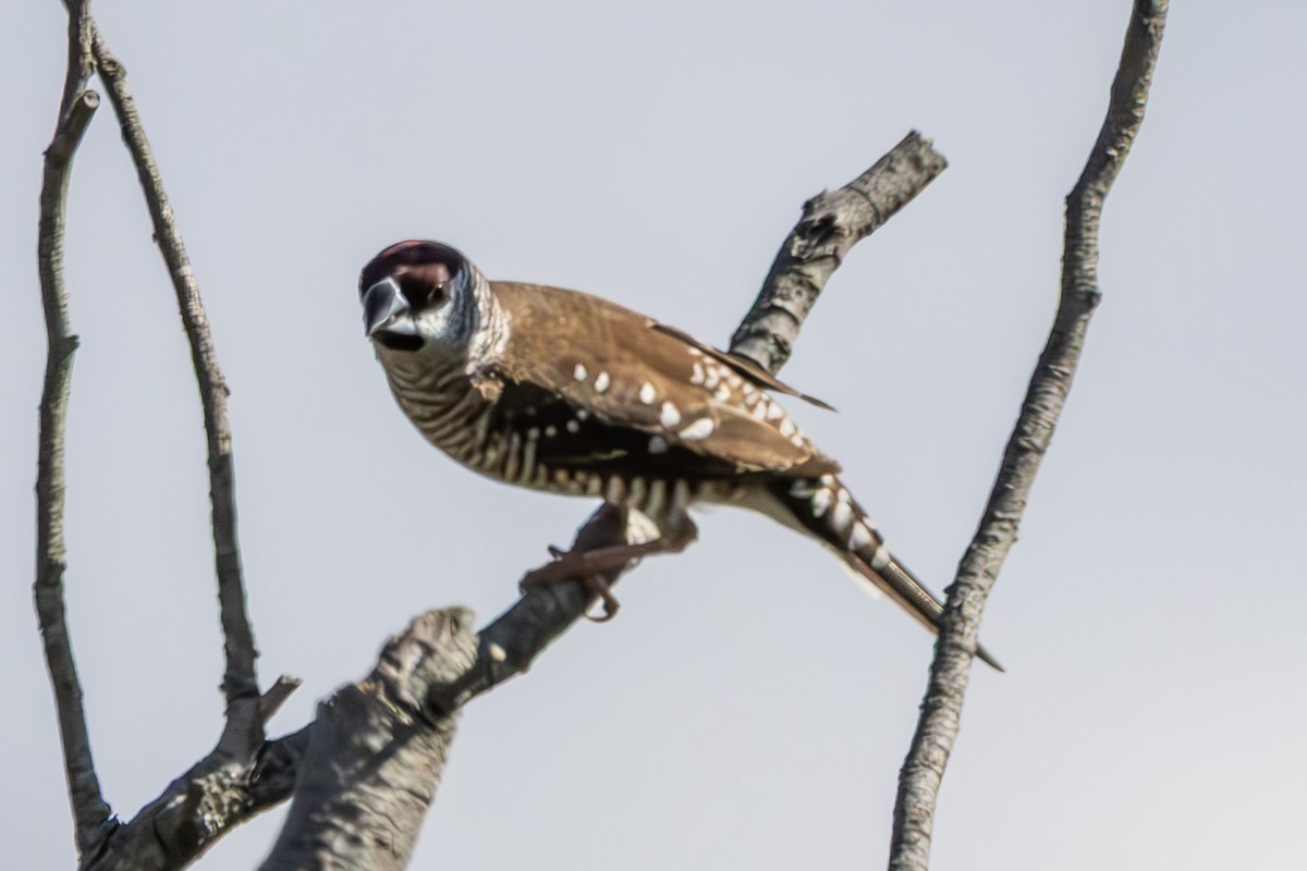 Plum-headed Finch - ML644911247