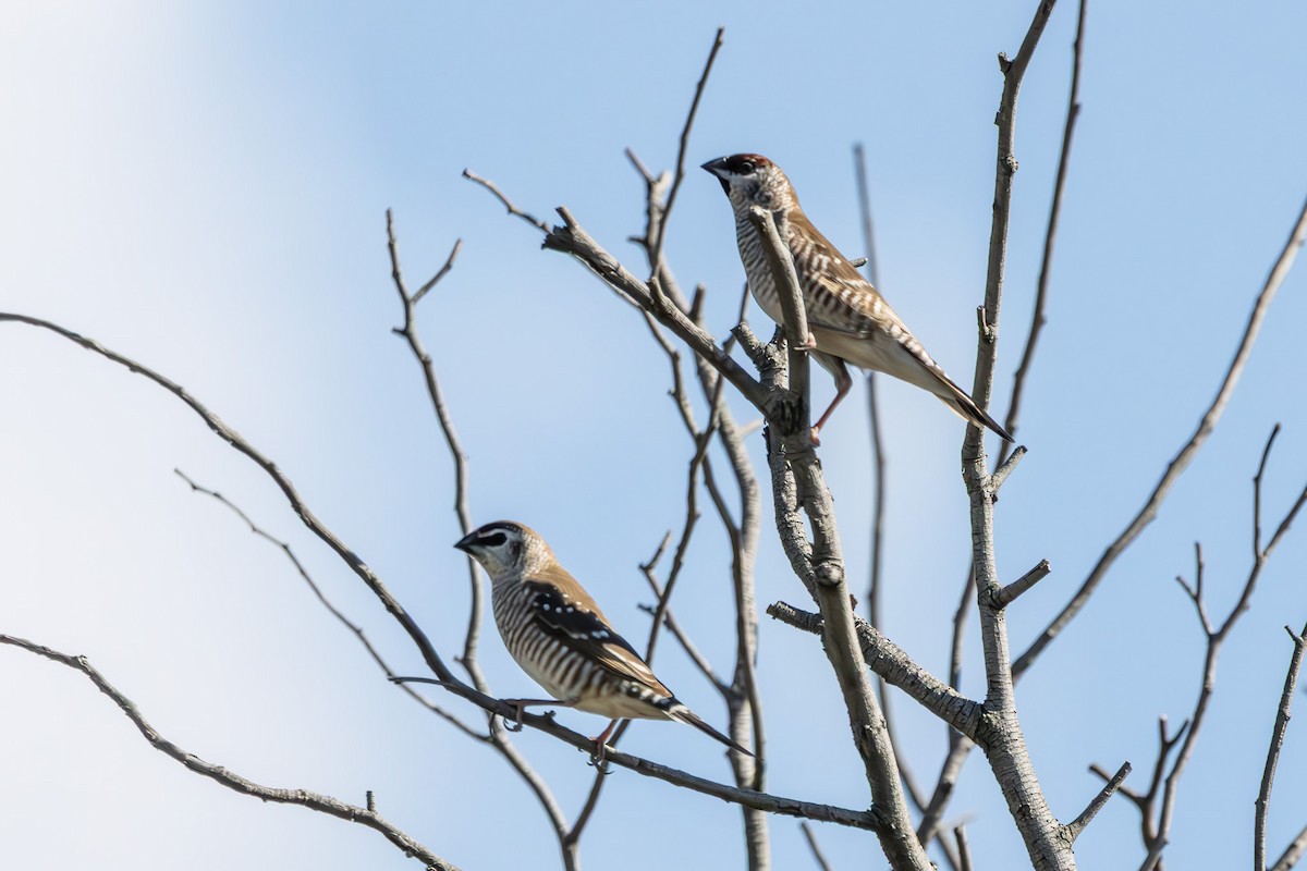 Plum-headed Finch - ML644911248