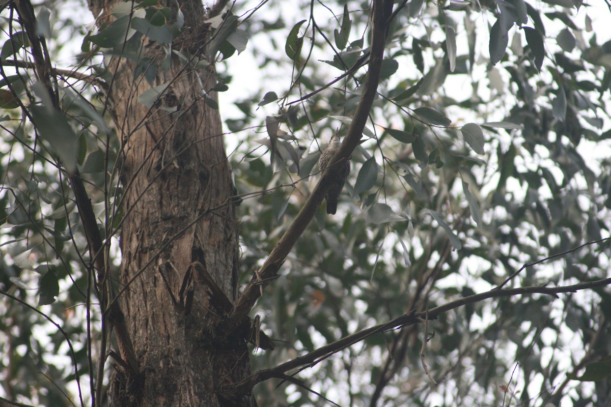 White-throated Treecreeper - ML644911249
