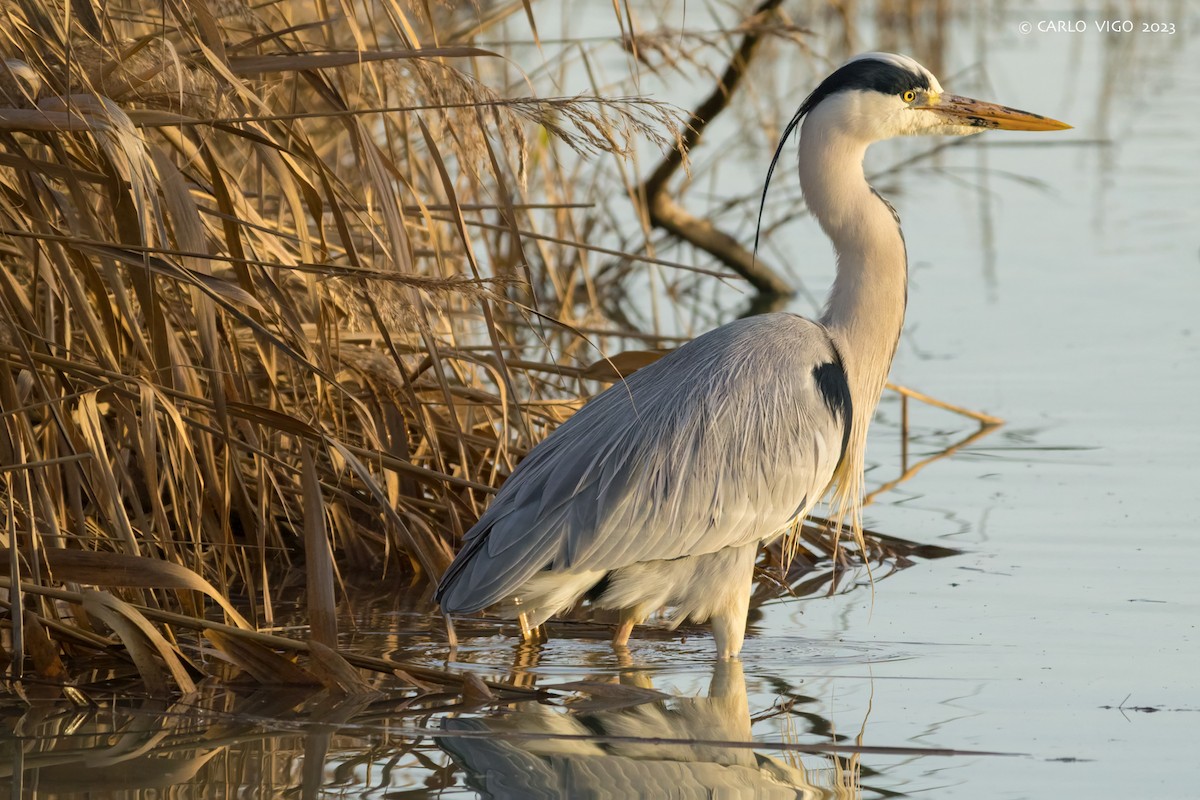 Gray Heron - ML644911250