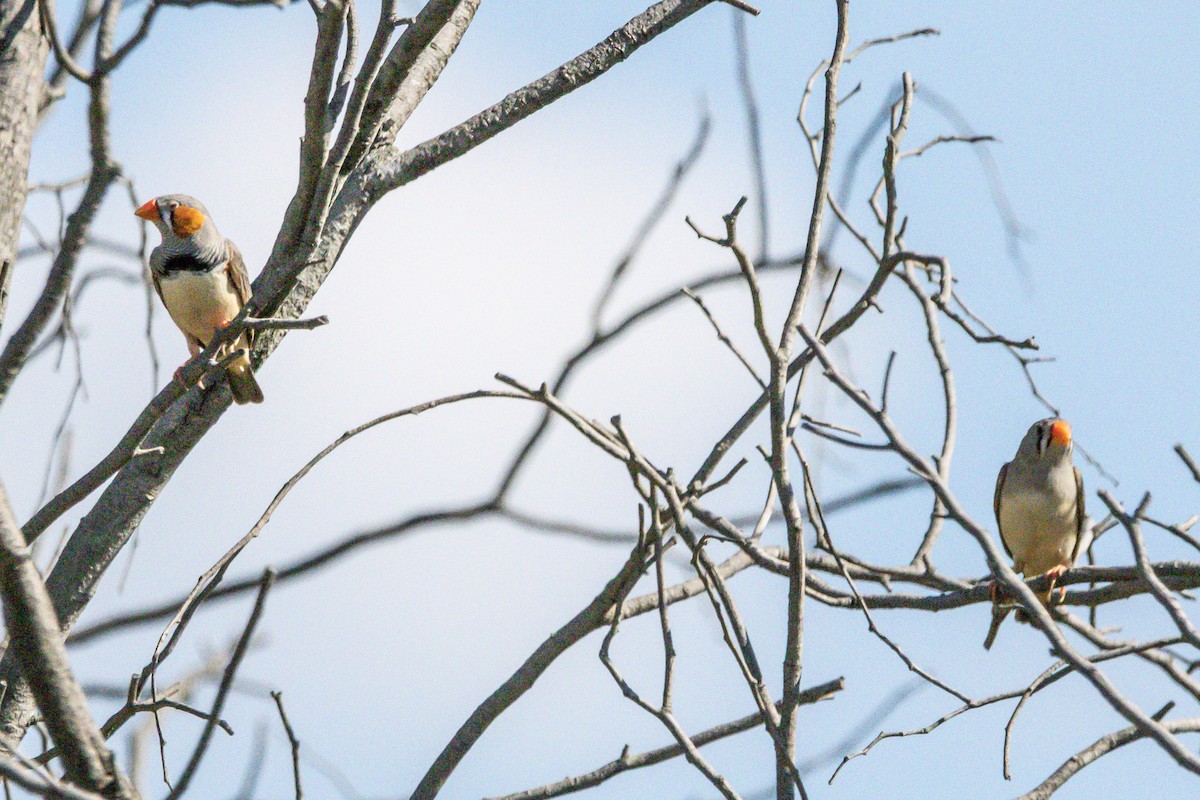 Zebra Finch - ML644911251