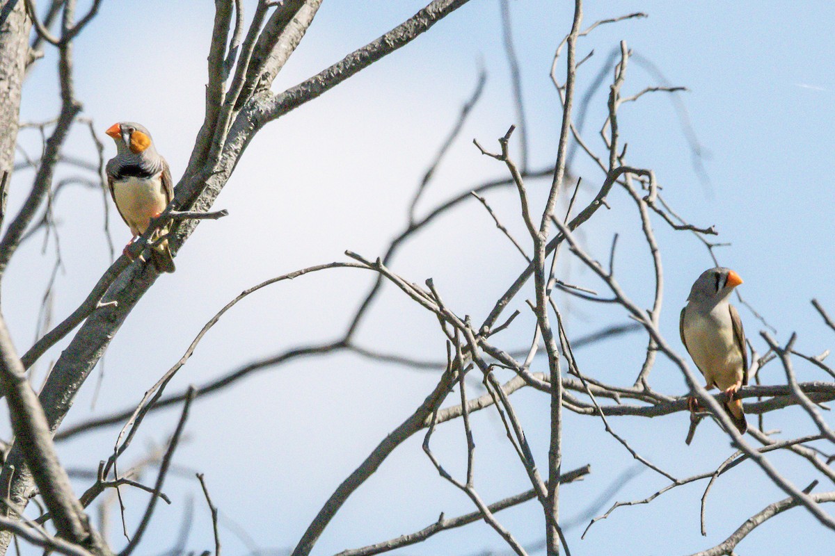 Zebra Finch - ML644911252