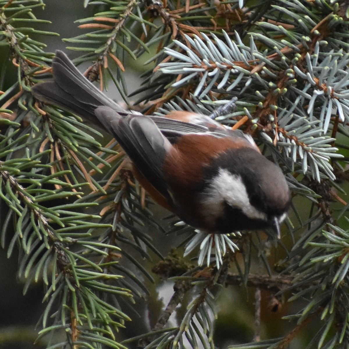 Chestnut-backed Chickadee - ML644911253