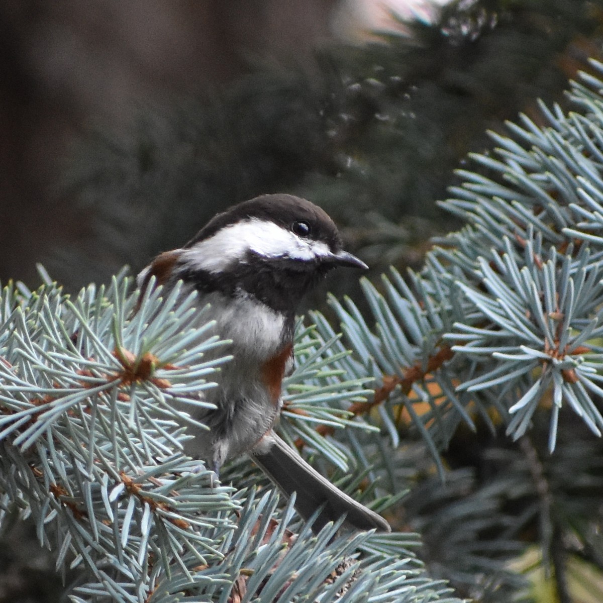 Chestnut-backed Chickadee - ML644911254