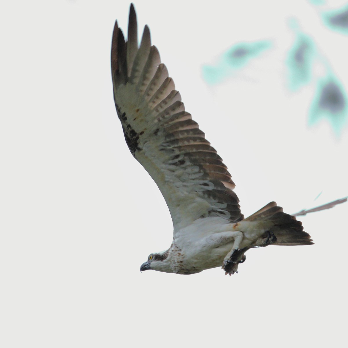 Osprey (Australasian) - ML644911255