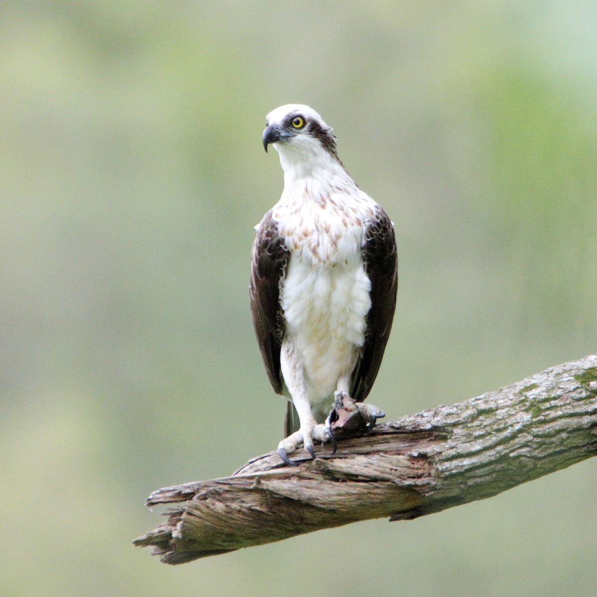 Osprey (Australasian) - ML644911256