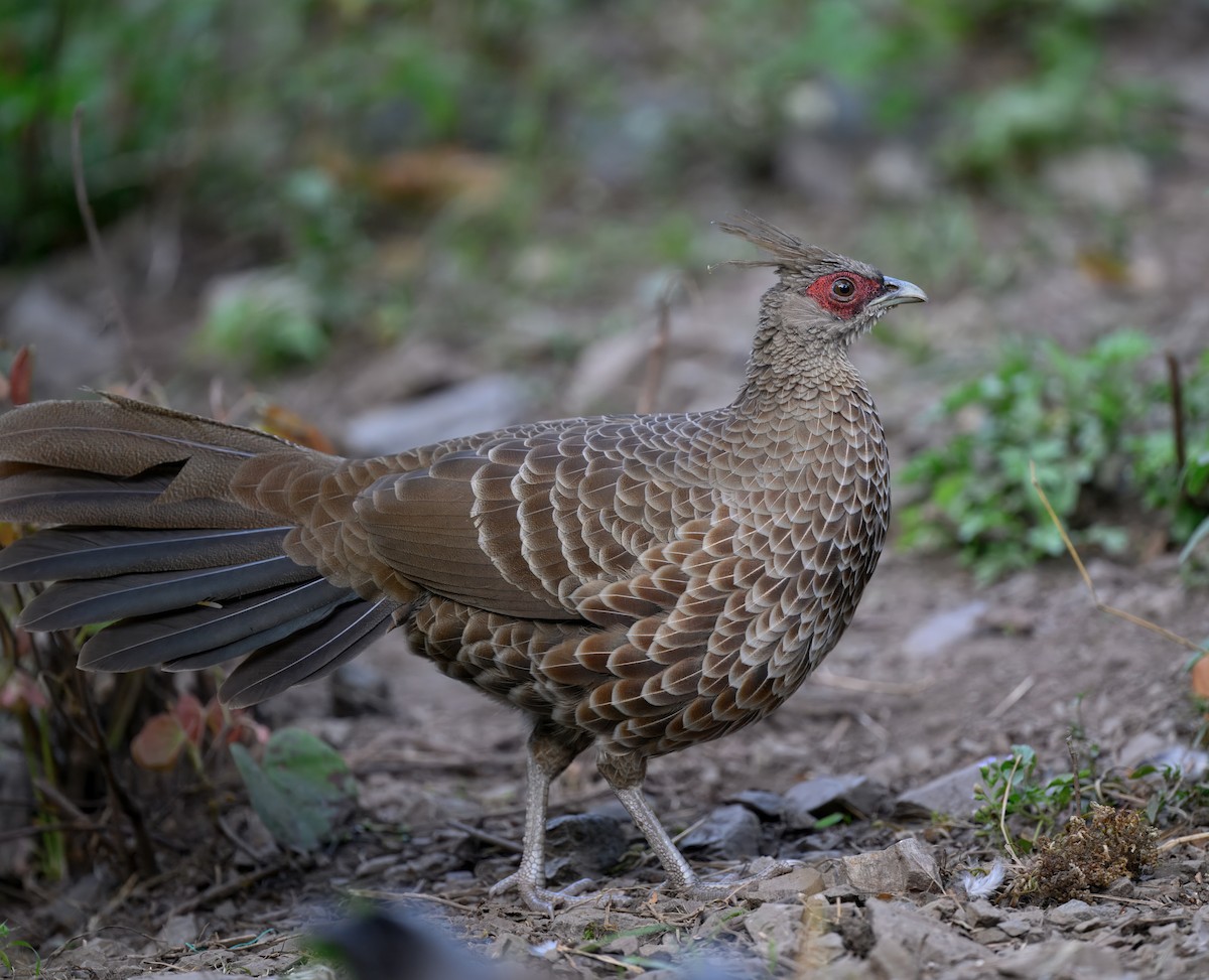 Kalij Pheasant - ML644911257