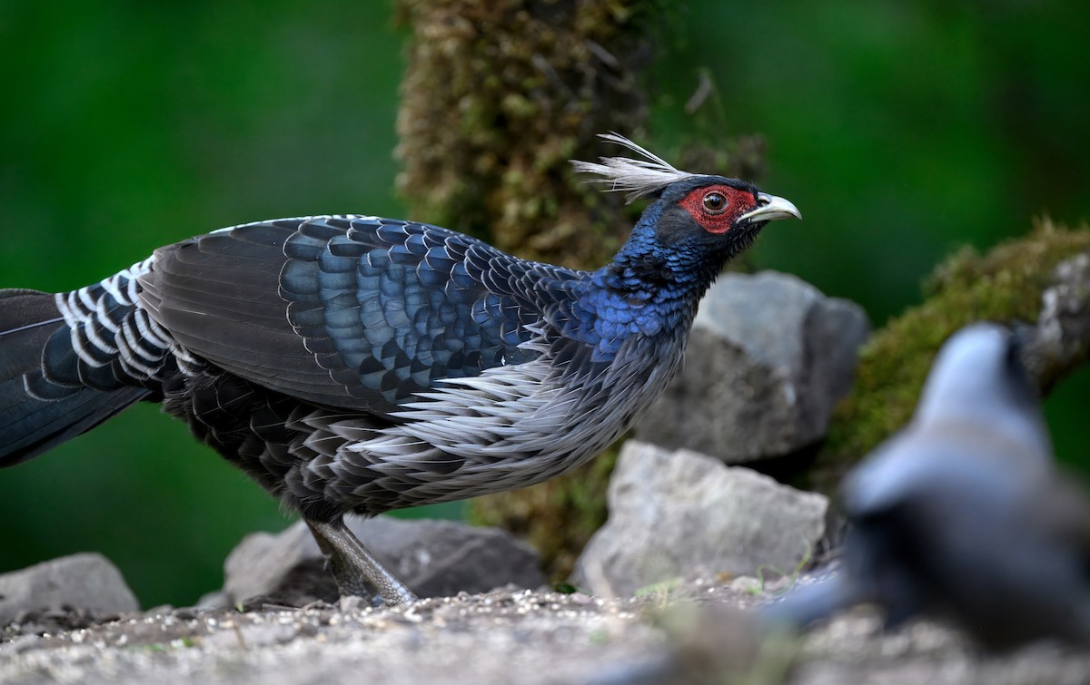 Kalij Pheasant - ML644911258