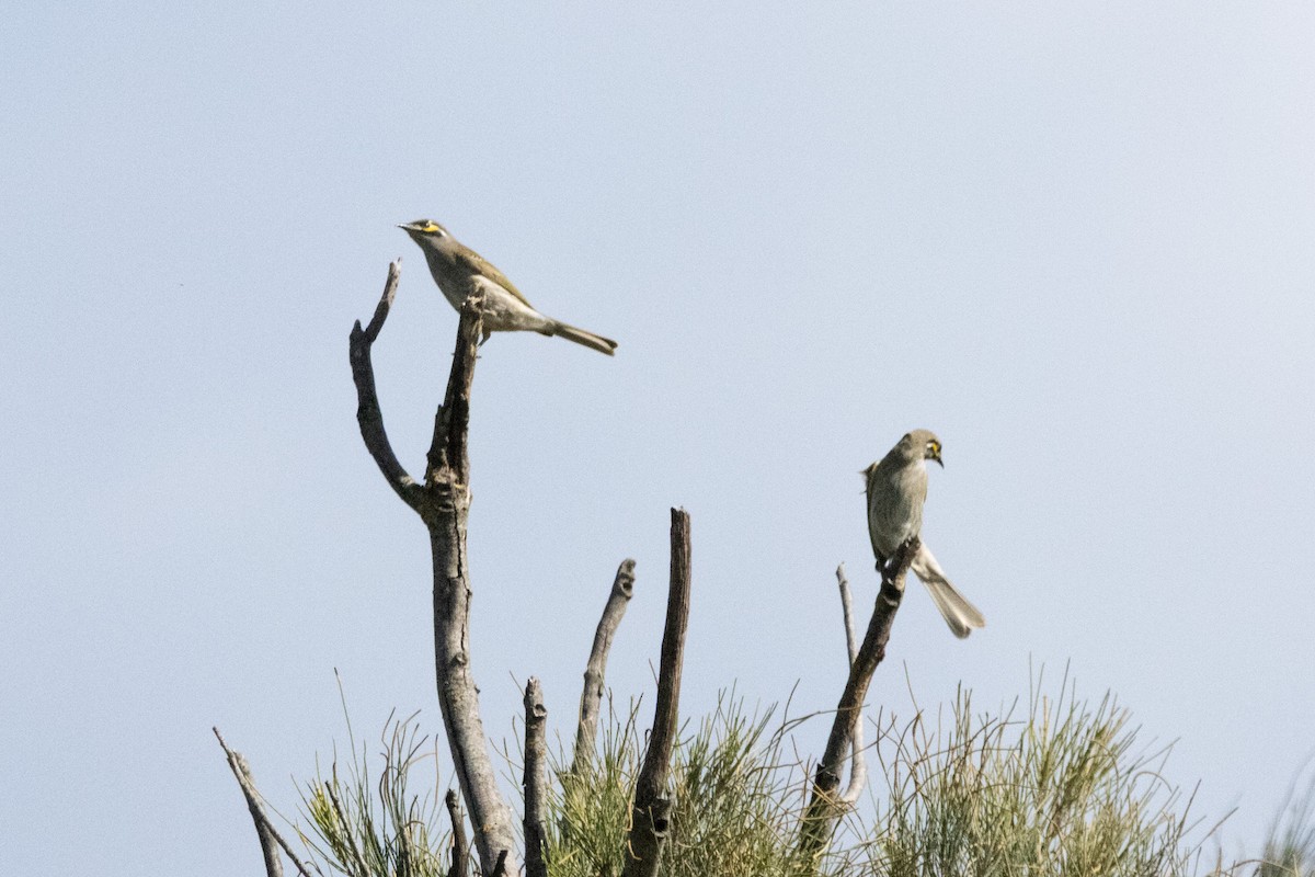 Yellow-faced Honeyeater - ML644911259