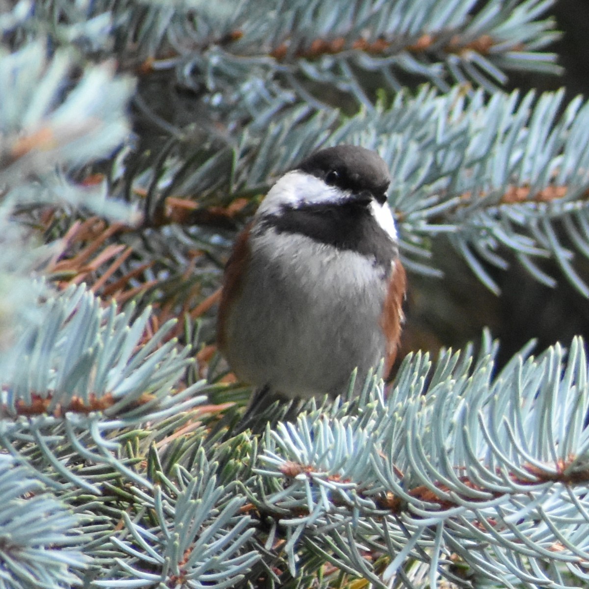 Chestnut-backed Chickadee - ML644911260