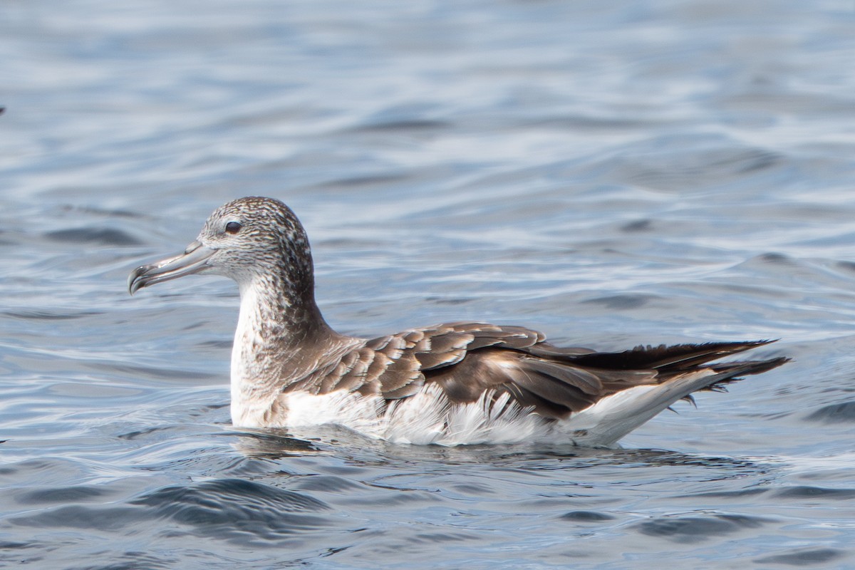 Streaked Shearwater - ML644911261