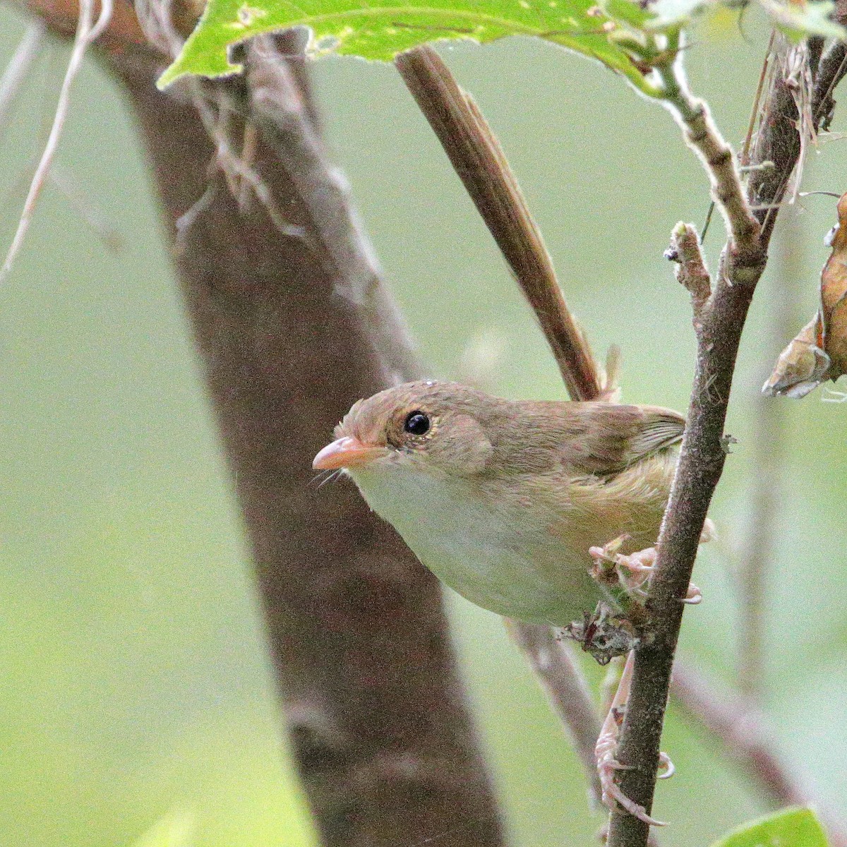 Red-backed Fairywren - ML644911262