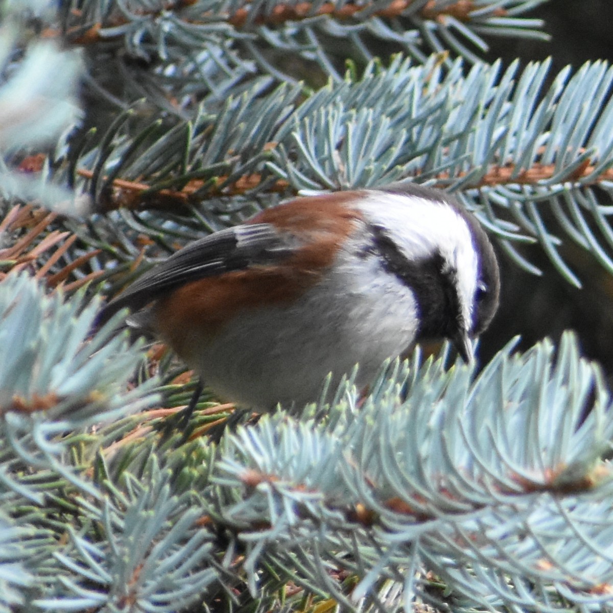 Chestnut-backed Chickadee - ML644911263