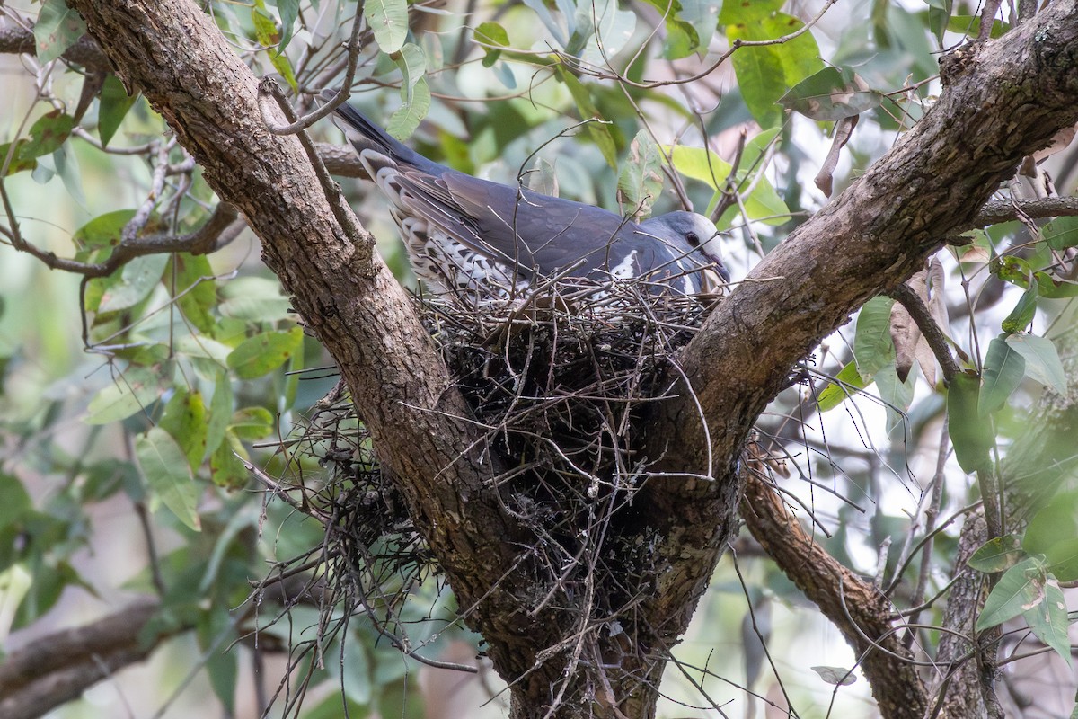 Wongataube - ML644911264