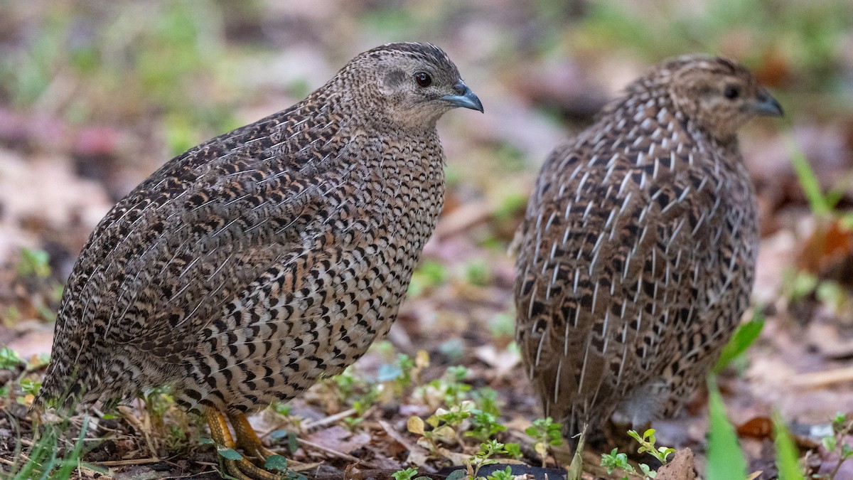 ヌマウズラ - ML644911265